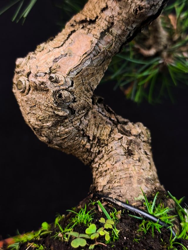 Bonsai di Pino Thunbergii