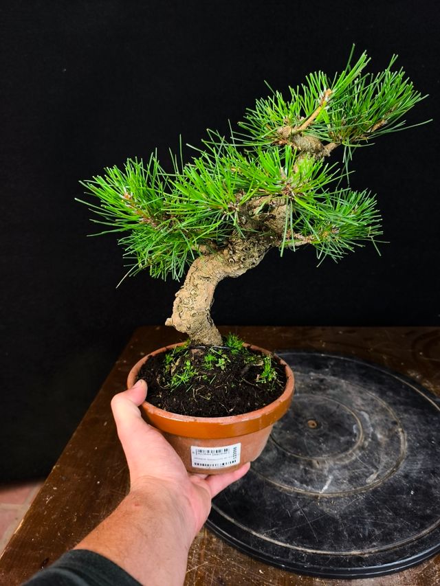 Bonsai di Pino Thunbergii