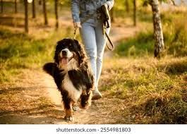 PASEOS Y CUIDADOS PARA PERROS