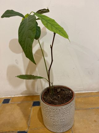 Plantines de Aguacate