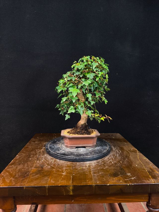 Bonsai di acero Burgerianum