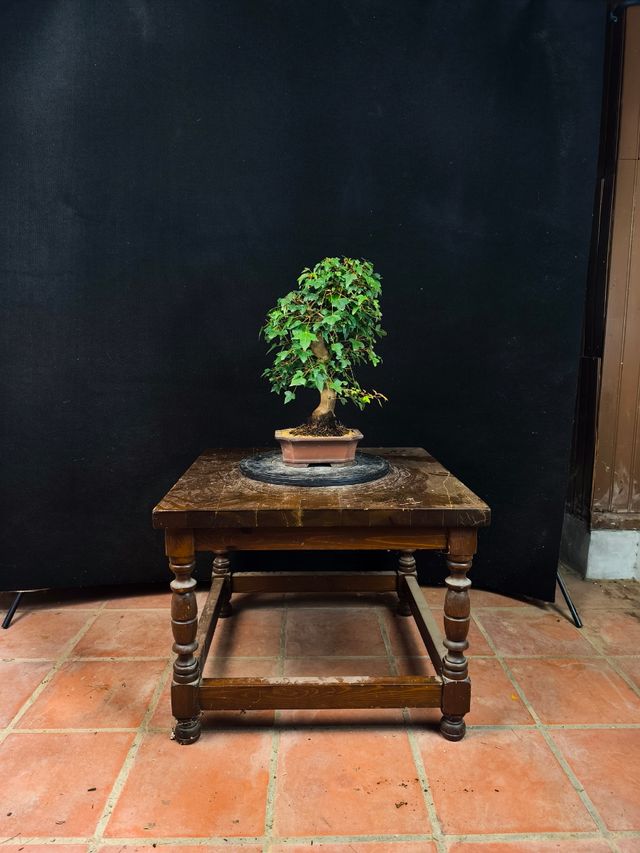 Bonsai di acero Burgerianum