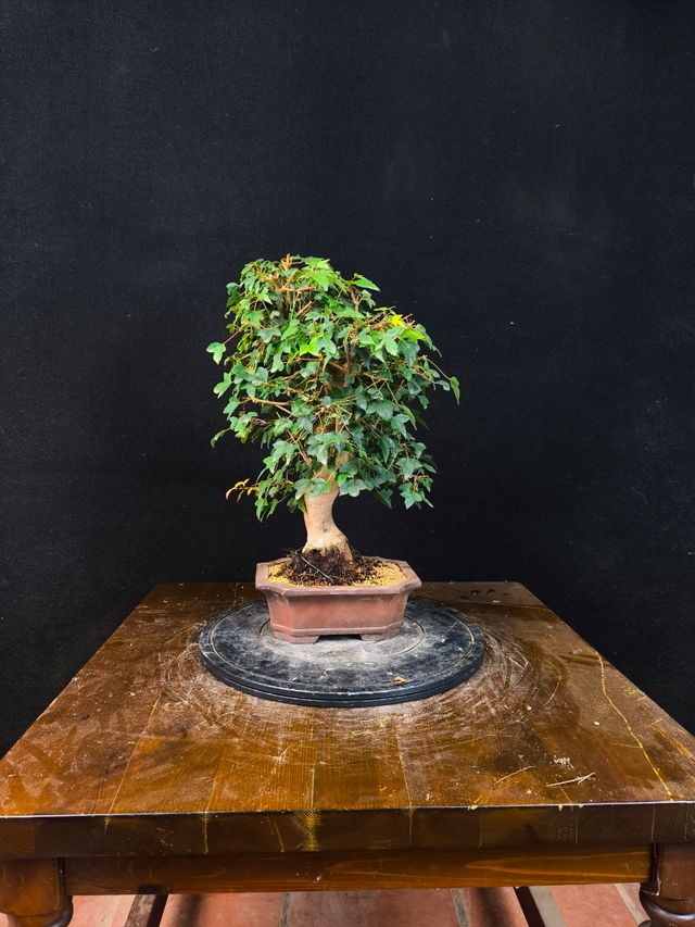 Bonsai di acero Burgerianum