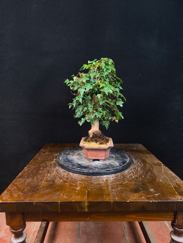Bonsai di acero Burgerianum