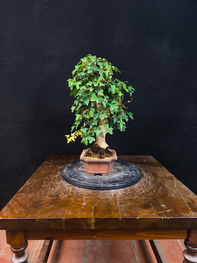 Bonsai di acero Burgerianum