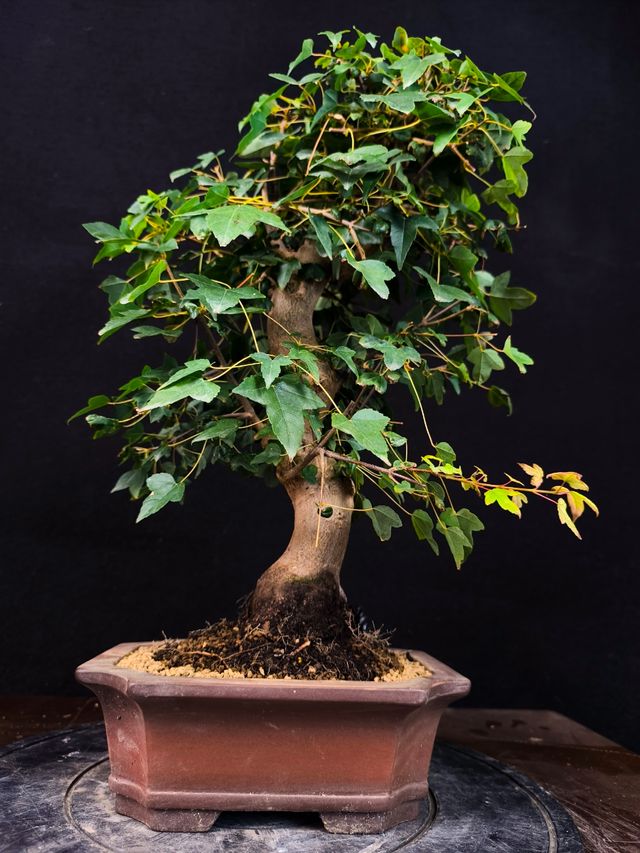 Bonsai di acero Burgerianum