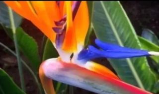 25 Semillas Ave del Paraíso strelitzia