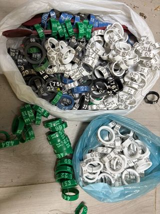 Lote Anillas Oficiales Gallinas