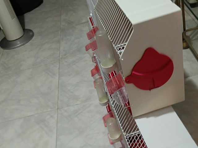 Jaulas para pájaros - Set de 5