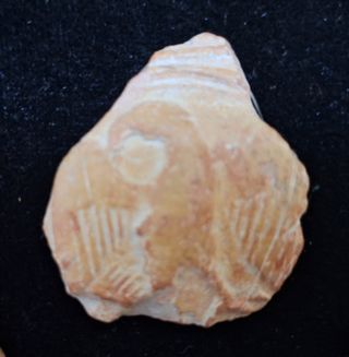 Aguila Legionaria de sigilata marron!Siglo I dc!