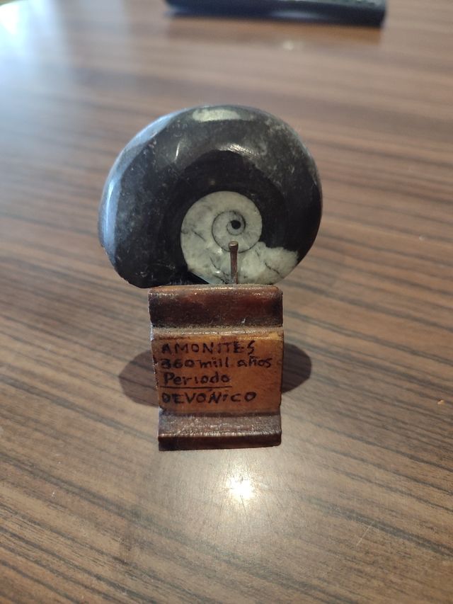 Fósil Goniatite Período Devónico
