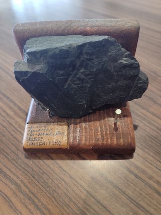 Fosil helecho pecopteris carbonifero