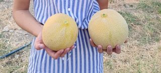 Semillas Ecológicas Melonas