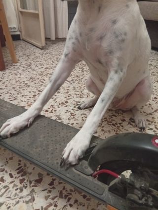 Monopatín eléctrico Wispeed