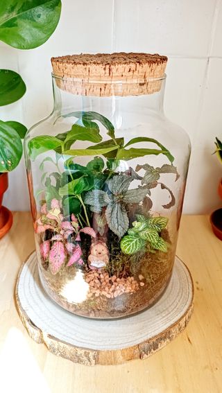 Terrarios autosostenible. Jardines eternos