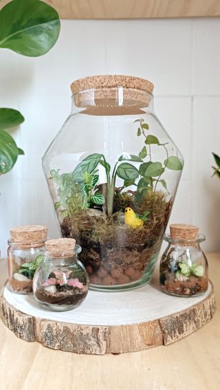 Terrarios autosostenible. Jardines eternos