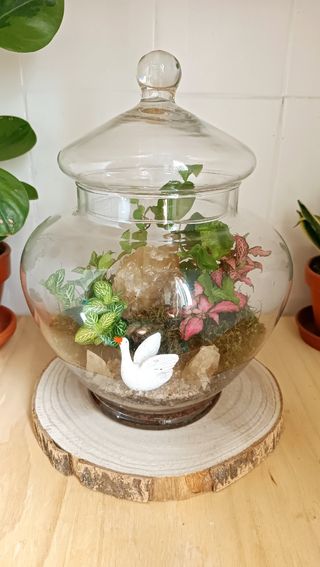 Terrarios autosostenible. Jardines eternos