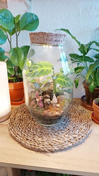 Terrarios autosostenible. Jardines eternos