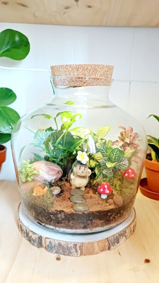 Terrarios autosostenible. Jardines eternos