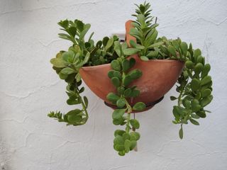 Cesta de barro con planta morada