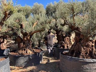 Olivos ornamentales para decoración