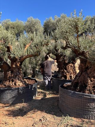 Olivos ornamentales para decoración