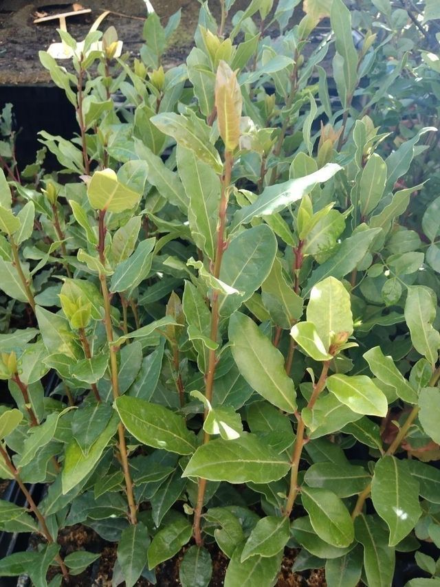 PACK YOLANDA D.