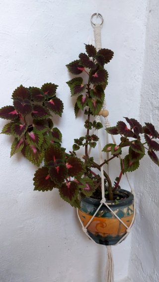 Cóleo,en maceta de plástico.