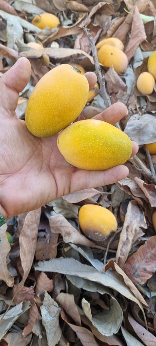 Mango Bravio Fruta para Sembrar - 300 Unidades
