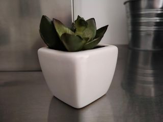 Planta Cactus Decorativa Blanca