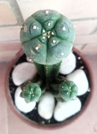 Injerto triple + sucus