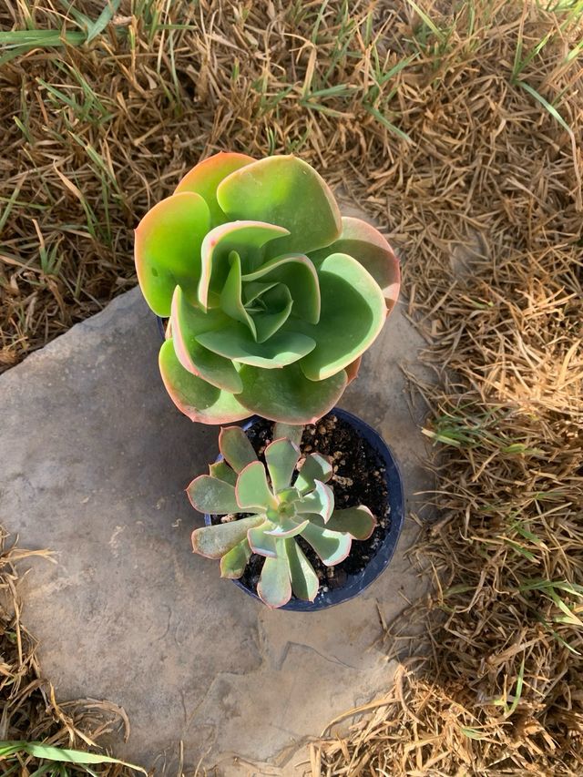 Pack Echeverias Mandala y Neon Breakers