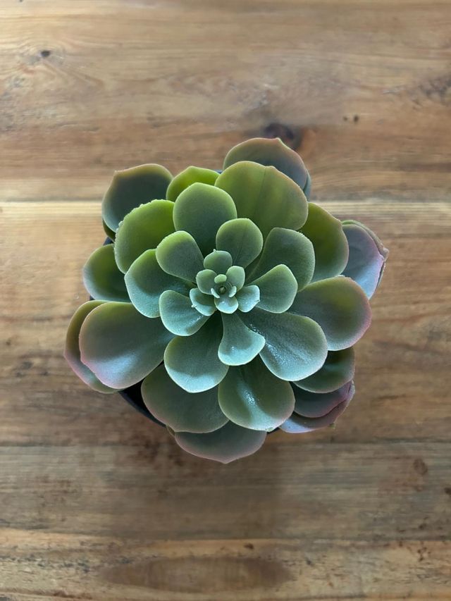 Planta Suculenta Artificial