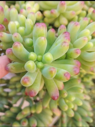 Esqueje Sedum Pachyphyllum