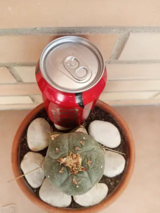 Injerto Lopho