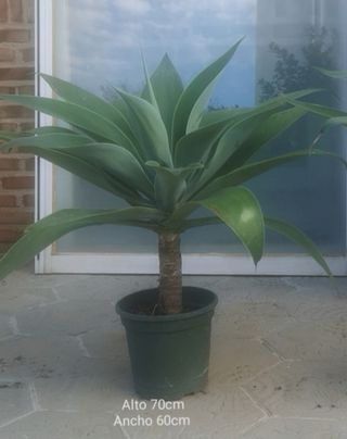 Precioso Agave attenuata