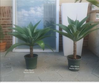 Precioso Agave attenuata