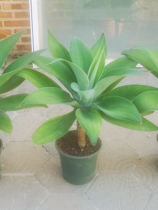 Pack 2 Agaves Attenuata