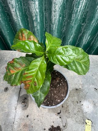 Plantas de café