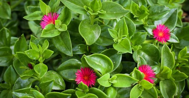 Semillas de Aptenia, semillas aptenia cordifolia