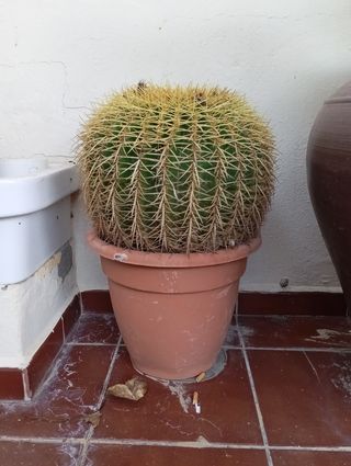 Cactus esférico grande en maceta