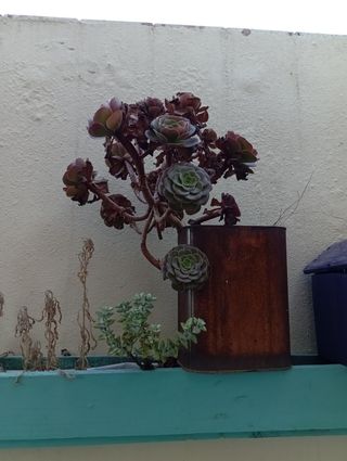 Planta suculenta Aeonium