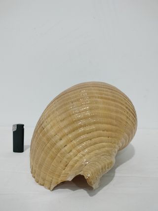 Caracola grande