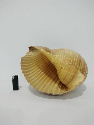Caracola grande