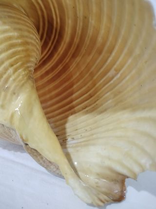 Caracola grande