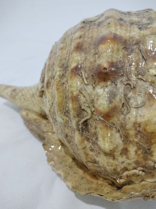 Caracola grande decorativa