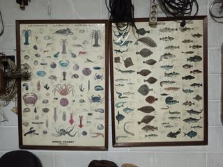 Cuadro antiguo de animales marinos