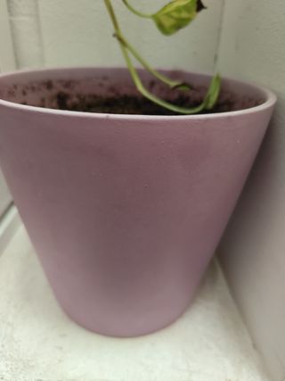 Macetas y Plantas de diferentes tipos.