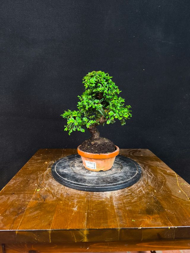 Bonsai di olmo Seiju