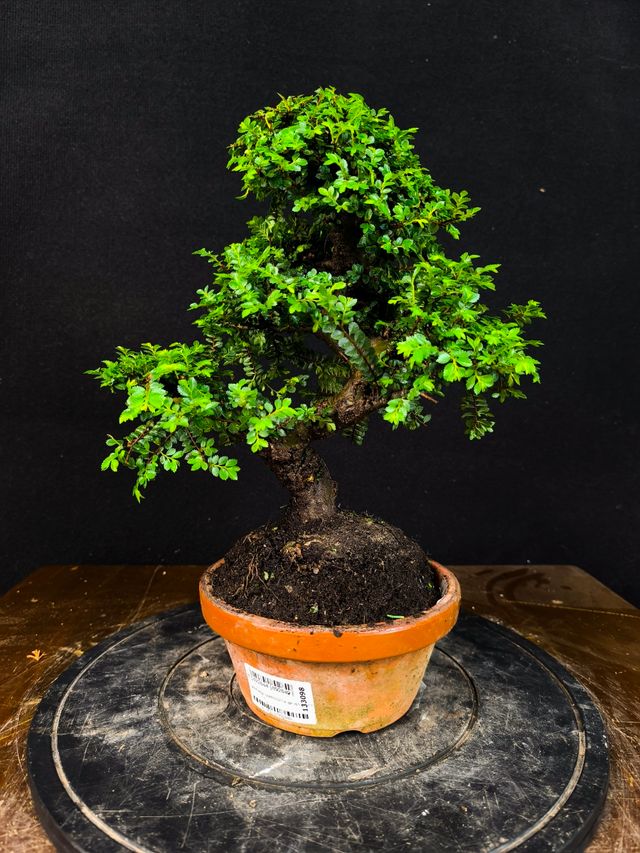 Bonsai di olmo Seiju